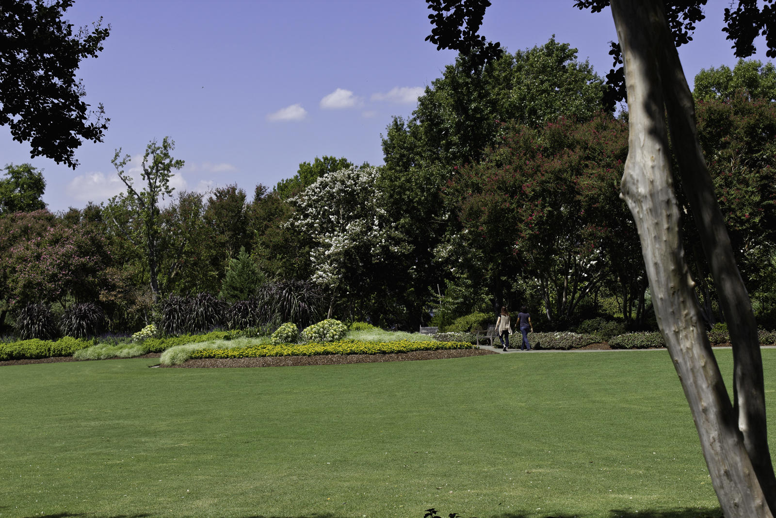 Summer Stroll through the Dallas Arboritum